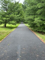 Obraz premium road in the forest