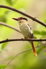 The Sulawesi lilac kingfisher (Cittura cyanotis) is a species of kingfisher in the genus Cittura, found in the lowlands of the Indonesia island of Sulawesi 