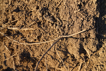 Soil, background, texture. Soil with roots in the ground, close-up. The earth inside. Erosion. Dried soil as result of drought and extreme heat. Dries, drought. Tree root in ground after excavation