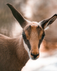 chamois 