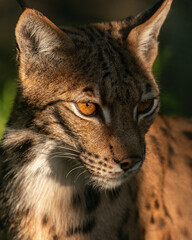 portrait of a lynx