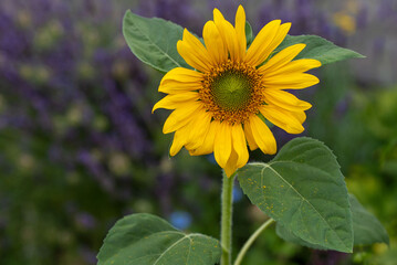 Obraz premium Sunflower in the garden