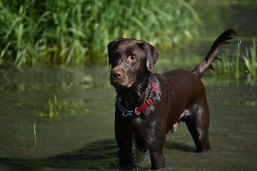 chocolate labrador retriever