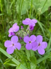 Purple flowers in the garden. Dames Rocket, Danask Violet blooming. Hesperis Matronalis Flower Seeds in the grass.