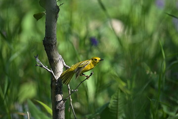 bird on a branch, YELLOW WARBLER