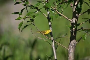 bird on a branch, YELLOW WARBLER