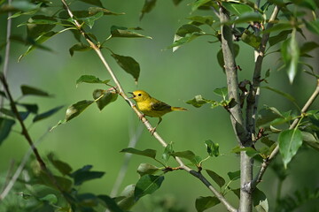 bird on a branch, YELLOW WARBLER