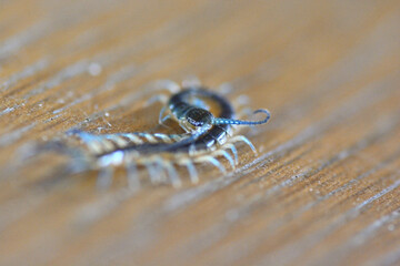 小さな百足のクローズアップ