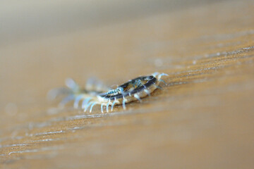 小さな百足のクローズアップ