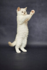 Süsses Britisch Kurzhaar colourpoint Kätzchen