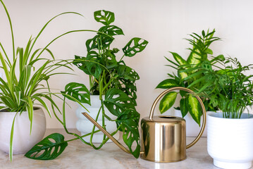 Healthy green houseplants on a kitchen counter