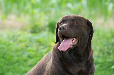 Porträt eines braunen Labrador Retriever