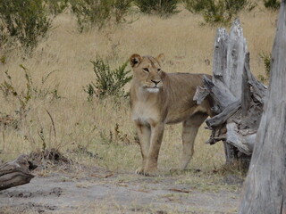 Lion in the Wild, Safari