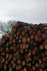 stack of logs