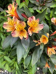 Photo of a Fiery Hot Lily or  Lilium orientalis,  Lilium Stargazer or Stargazer lily, a hybrid lily of the Oriental group in full bloom growing in an urban garden. 