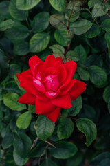 red rose in the garden