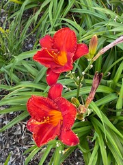 Photo of a Lilium orientalis,  Lilium Stargazer or Stargazer lily, a hybrid lily of the Oriental group growing in an urban garden close up view.