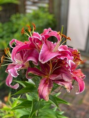 Photo of a Lilium orientalis,  Lilium Stargazer or Stargazer lily, a hybrid lily of the Oriental...