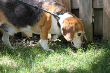 A cute and curious beagle on a walk sniffing the grass.