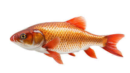 fish transparent background.