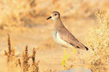Portrait image of the lapwing bird. Close up image of yellow legged grey headed lapwing bird.