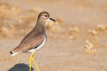 Portrait image of the lapwing bird. Close up image of yellow legged grey headed lapwing bird.