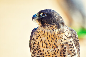Majestic Falcon: A Stunning Portrait of a Predatory Bird in its Natural Habitat. Falcon Bird portrait close up shot...