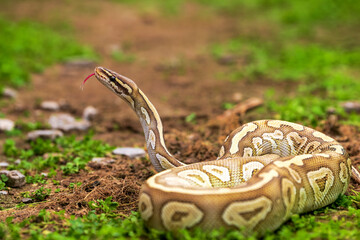Python snake close up shot. Reticulated python crawling on the ground. head shot of  python snake...