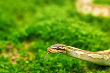 Ball python snake close up shot. Reticulated python crawling on the ground. head shot of  python snake in wild with green background. python with tongue out against a nature background...