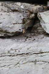 Gray stone blocks with soil and plants.


