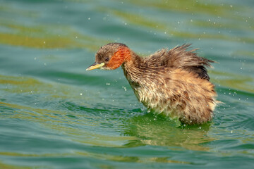 The little grebe (Tachybaptus ruficollis), also known as dabchick . This Waterfowl bird is member of the Grebe family. Portrait image of Little Grebe in natural water. 