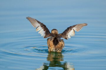 The little grebe (Tachybaptus ruficollis), also known as dabchick . This Waterfowl bird is member of the Grebe family. Portrait image of Little Grebe in natural water. 