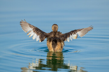 The little grebe (Tachybaptus ruficollis), also known as dabchick . This Waterfowl bird is member of the Grebe family. Portrait image of Little Grebe in natural water. 