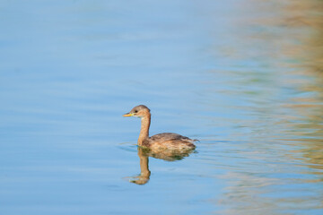 The little grebe (Tachybaptus ruficollis), also known as dabchick . This Waterfowl bird is member of the Grebe family. Portrait image of Little Grebe in natural water. 