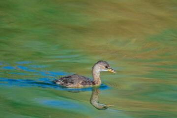 Fototapeta premium The little grebe (Tachybaptus ruficollis), also known as dabchick&nbsp;. This Waterfowl bird is member of the Grebe family. Portrait image of Little Grebe in natural water. 