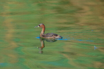The little grebe (Tachybaptus ruficollis), also known as dabchick . This Waterfowl bird is member of the Grebe family. Portrait image of Little Grebe in natural water. 