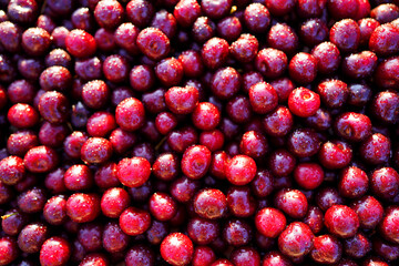 Cherry with drops water, background, texture. Lots of cherries, top view. Cherry background. Beautiful Red berries background. Delicious Cherry berry background. Bunch of red cherries.