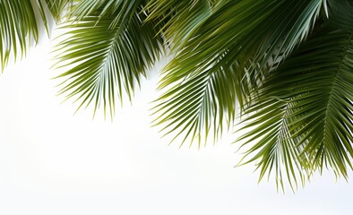 Naklejka premium Coconut tree leaves foreground isolated on white background, isolated, white background