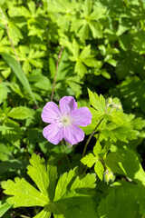 Purple Spring Flower in Greenery on Sunny Day