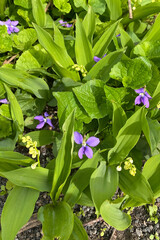 Purple Spring Flowers in the Garden