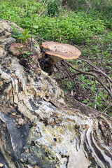 Large Mushroom Growing on Tree Trunk on the Forest Floor