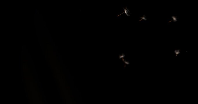 4K macro dandelion puffball spores parachute flakes are blown and flying across the black screen in super slow-motion footage shot with an extremely high-speed camera. 
