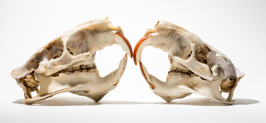 Two skulls of a nutria or coypu (Myocastor coypus) on a white background. The bones of the head of the animal.