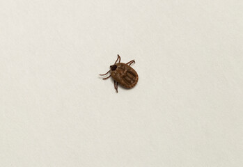 Ixodes ricinus, the castor bean tick, is a chiefly European species of hard-bodied tick. Female.