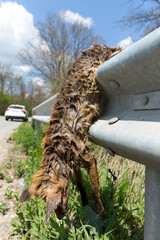 A fox cub died on the road under the wheels of a car. The dead body of the animal is hanging on a crash barriers.