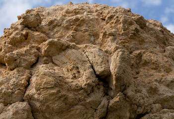 Fossil corals of the Red Sea. Ancient creatures, turned into stone. Reef corals.