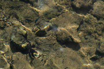 Cantherhines pardalis is a species of fish in the family Monacanthidae. Fish in their natural habitat. The fauna of the Red Sea.