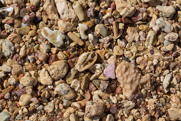 The coastline of the Red Sea. Sand, pebbles, corals, fossils. Background with a marine theme.
