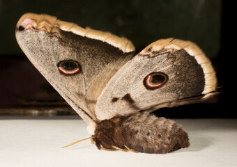 Fototapeta premium Saturnia pyri, the giant peacock moth, great peacock moth, giant emperor moth or Viennese emperor.
