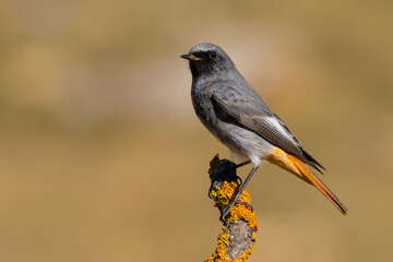 Black Redstart
